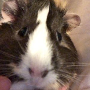 Meet your Posher, Hunter